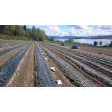 JORDBÆRFOLIE SVART 45MY 1,4*500M